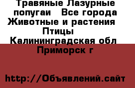 Травяные Лазурные попугаи - Все города Животные и растения » Птицы   . Калининградская обл.,Приморск г.